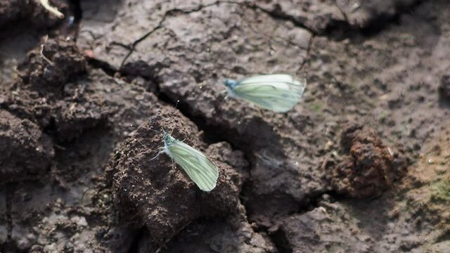 Two cabbage butterflies on the soil. Insects are parasites. Beautiful butterflies.