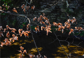 Beautiful Autumn Leaves by Water Stream, Ireland