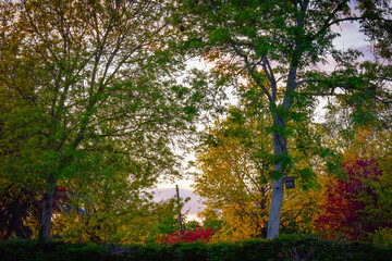 Beautiful Lush Trees at Sunset