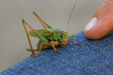 A green locust on jeans, close up