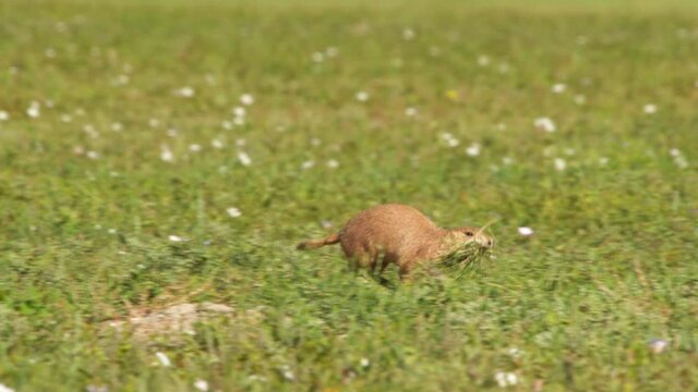 Black tailed prairie dog running with mouthful of grass