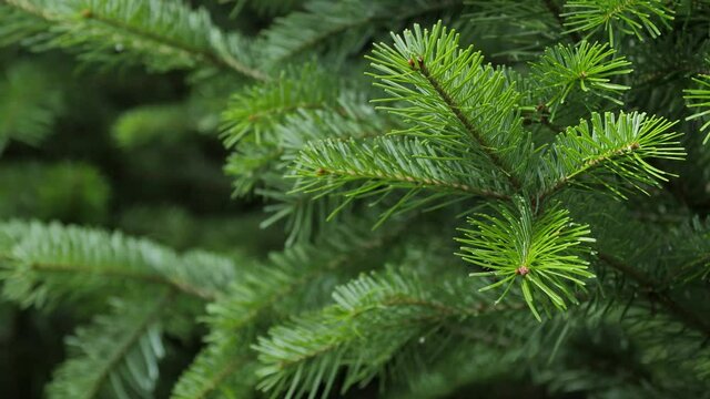 Green spruce branches as a textured background. Sways in the wind.