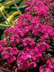 pink hydrangea flowers