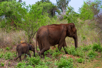 Fototapeta na wymiar Elephants covered in mud to stop the suns rays, Sri Lanka