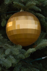 Large colorful Christmas ornaments on an evergreen.  Must be the time of giving and family and friends and presents. Gives thoughts of season, winter time, change, cheer and peace on earth., goodwill.