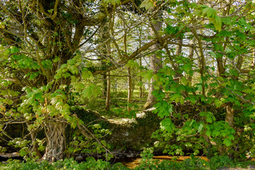 Beautiful Ancient Stream with Celtic Wall and Forest
