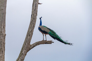 A male peacock sits in a dead tree, Sri Lanka