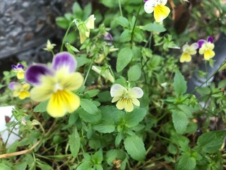 Johnny pop up yellow and purple flowers closeup 
