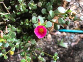 A small pink and yellow flower