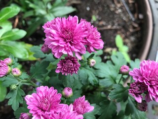 Medium pink flowers up close 