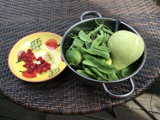 Harvest of squash, beans, lima beans, raspberries, pickling cucumbers, slicers, and purple beans. 