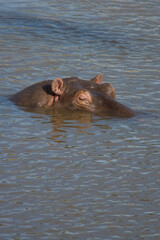 Hippopotamus with its head out of the water, Maasai mara, Kenya