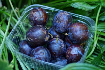 blue fresh plums in a plastic box stands in green leaves of plants in nature