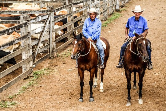 Aboriginal and caucasian cattlemen on horses at a regional saleyard.