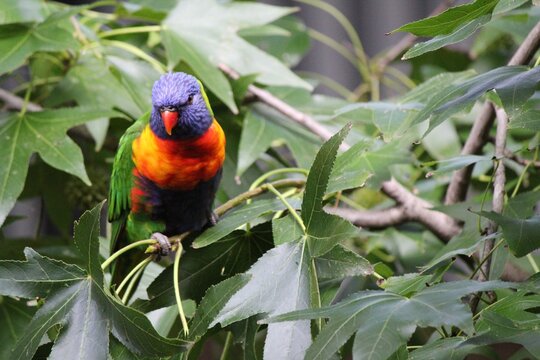 Rainbow Lorikeets in a tree