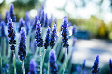 Morning light backlighting purple lavender bush in garden