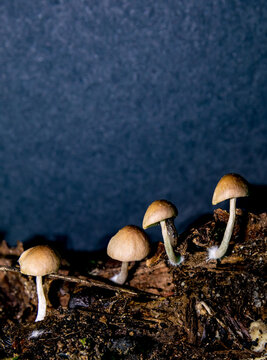 Fungi Backgrounds That Grow On Wood And On The Ground. They Are Important In Decomposition And Help Return Nutrients To The Soil