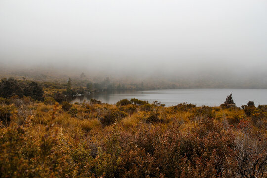 Native vegetation on foreshore of Dove Lake