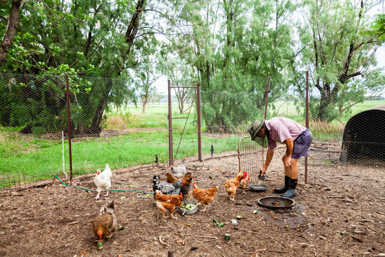 Farmer feeding chooks in yard