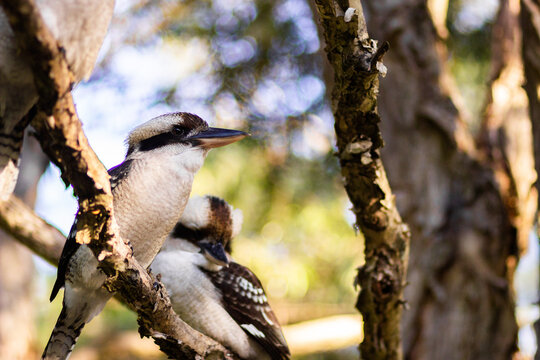 Pair of laughing kookaburra birds sitting on branch of paperbark tree