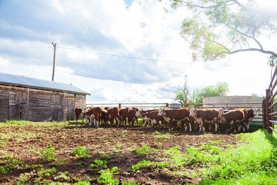 Happy mob of Hereford cattle in farm yard