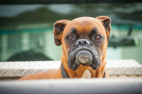 A boxer dog guarding his owners ute