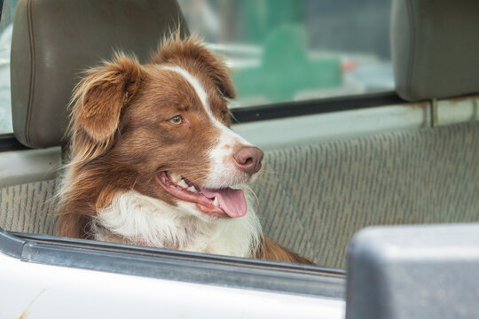 A border collie sitting waiting in the window of a car