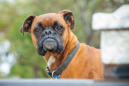 A boxer dog on guard