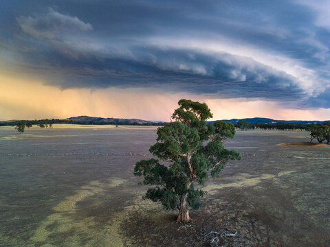 A large thundercloud builds over a single gum tree in a dry paddock