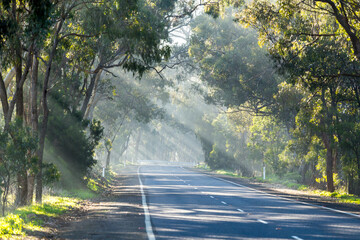 Light beaming through gum tress over a country road