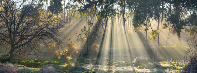 Rays of sunshine breaking through morning fog amongst gum trees
