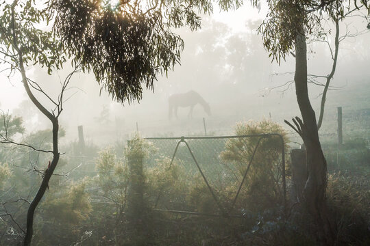A horse in the Australian bush on a foggy morning