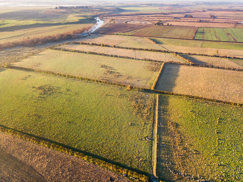Aerial view of paddocks with sheep divided by hedgerows along side a river