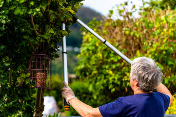 Elderly lady Cutting tree doing home garden work with long tree cutters.