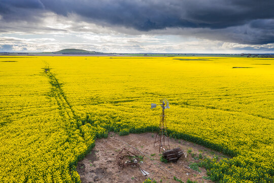Aerial view of a windmill in a small clearing in a canola field under dark skies