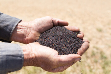 Man holding canola seeds