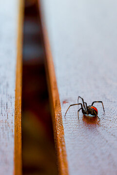 A redback spider crawling along a wooden table top