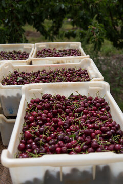 Lugs of freshly picked cherries