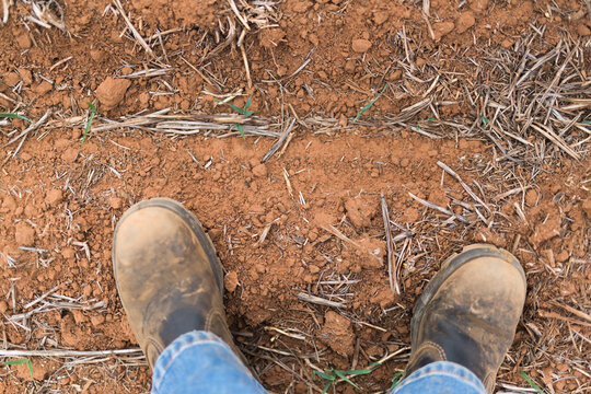 looking down at boots and a struggling barley crop in the drought