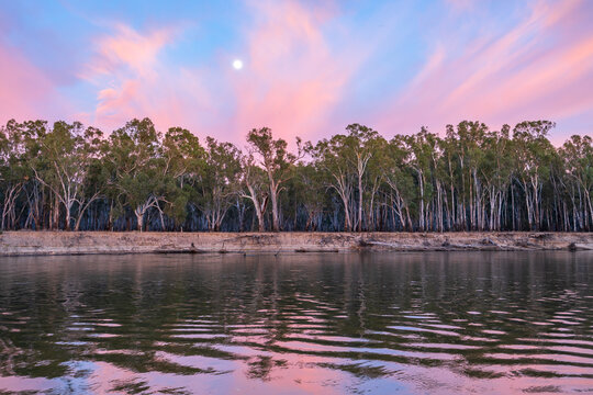 A full moon setting in a pink sky reflected over the Murray River