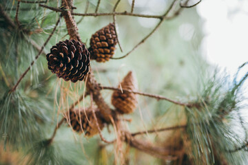 Pine cones