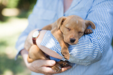 Woman holding a tan kelpie puppy in her arms