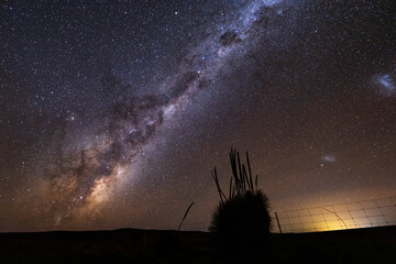 grass tree silhouetted against milky way