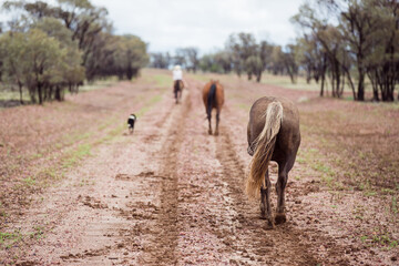 Three horses and a dog on a wet bush track