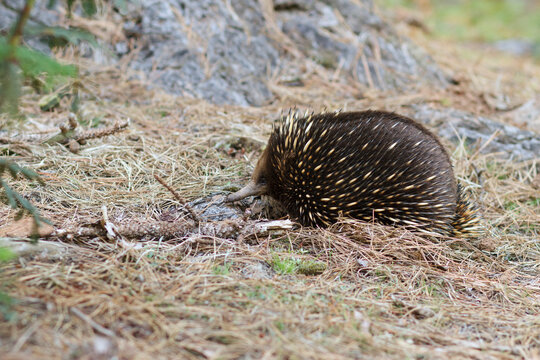 Echidna in natural habitat