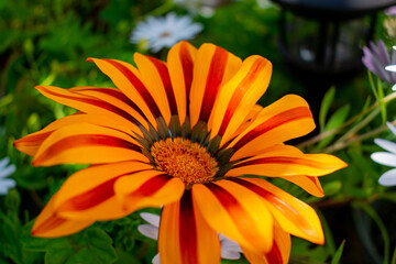 orange flower in the garden
