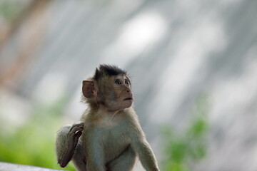 可愛いサル