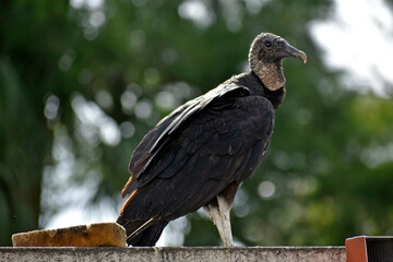 Black Vulture Waiting