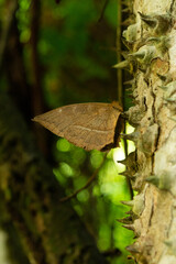 Obraz premium la sidra