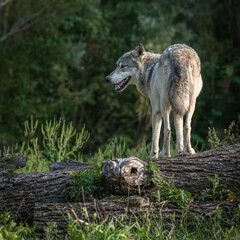 Close-Up of Wolf at Sunset